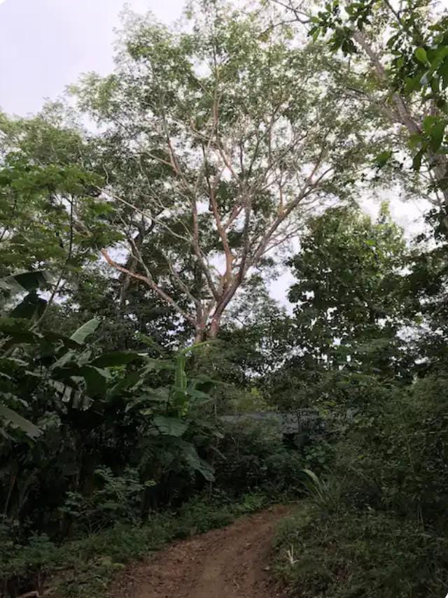 Lot with native and fruit trees in Marbella, Costa Rica